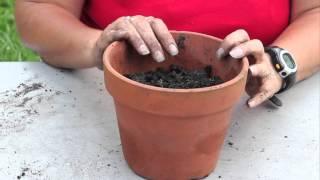 How to Germinate Mums : Planting & Caring for Mums