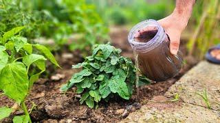 The ULTIMATE Tomato & Cucumber Fertilizer (1 Simple Ingredient, Insane Results)