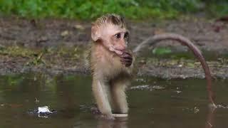 Baby Candy is enjoy natures after rain although all sister not around