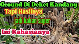 Budidaya Bahan bonsai dengan hasil super//bonsai prospek super