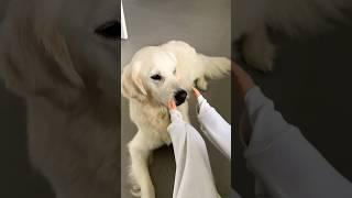 Smooth Brain  #funnydog #goldenretriever #tinyhands #smoothbrain #dogshorts