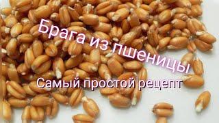 Брага на пшенице. Самый простой рецепт браги. От канала Мы из Краснодара