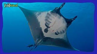 TODO SOBRE LA MANTARRAYA OCEÁNICA GIGANTE