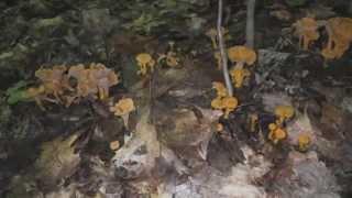 Craterellus Ignicolor