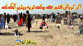 Kohat Mandi Main Aaj Kohati Gultair Ky Bachy || Special Video Gultair Bachy ||