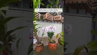 Buy Rare Orchid Plants Online #orchid #orchidcare #flowers #plants #gardening #ytshorts #beautiful