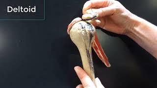 Scapular Muscular Attachments and Humeral Attachments