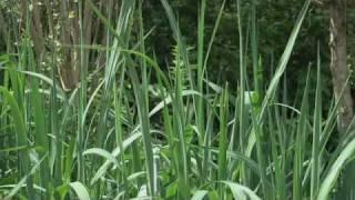 Miscanthus in der modernen Gartengestaltung