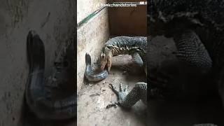 PENAMPAKAN BIAWAK MAKAN ULAR KADUT‼️ #shorts