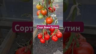 ЗАКАЗАТЬ СЕМЕНА: https://tomatboris.ru/?ysclid=ln76xla4la47180728