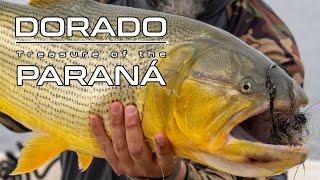 Golden | Dorado: Treasure of the Paraná - Fly Fishing in South America