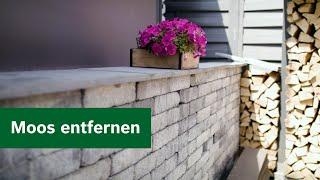 Garten-Wissen: Moos effektiv entfernen