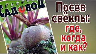 ПОСЕВ СВЁКЛЫ: где, когда и как?