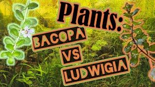 Bacopa & Ludwigia – The Ultimate Aquarium Plants for a Beautiful Aquascape! 