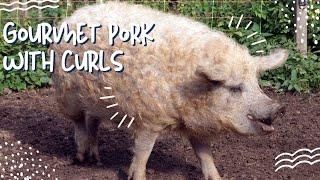 Mangalitsa Pigs: The Curly Pig that makes Gourmet Pork