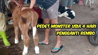 NEKAT DIBELI MAS BAGUS️PEDET MONSTER USIA 4 HARI PENGGANTI REMBO