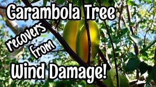 Our Carambola Tree Recovers from Wind Damage!