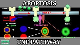 TNF Pathway Of Apoptosis | Extrinsic Pathway Of Apoptosis | Mechanism Of Apoptosis |