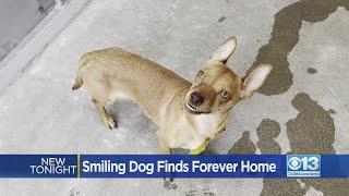 Smiling Dog Finds Forever Home