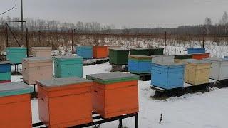 Зимовка пчёл 2023 Рязанская обл.
