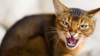 Angry Cat Sounds | Cat Meowing Angry | Crazy Cat Sound | Cat Videos Meowing