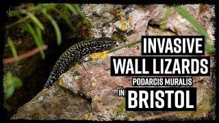 Invasive Wall Lizards in Bristol UK - Podarcis muralis #herpetology