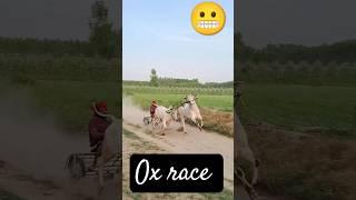 ox race motu putt  rip bull #viral #horse #trending #trending  #ox #funny  #automobile