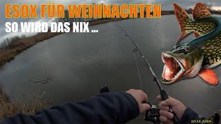 Der Weihnachtshecht - Esox für Weihnachten