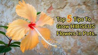 Top 5 Tips to Grow HIBISCUS in Pots - Pure Greeny