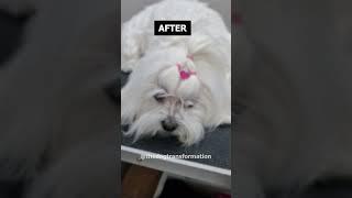 BEFORE AND AFTER #dogcare #dog #dogtransformation