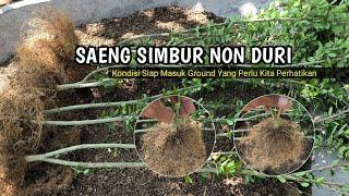 Saeng Simbur Bonsai Material Without Thorns Ready for Trunk Enlargement