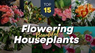 15 Beautiful Flowering Indoor Plants  Blooming Houseplants 