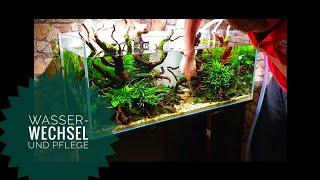 [ Wasserwechsel ] 160 Liter Nature Style Aquarium | Aquascape