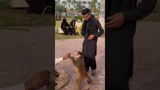 Bandar Tamasha #funnymonkey #angrymonkey #funnyanimal