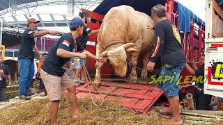 SAPI KELAS EXTRIM WISANGGENI TURUN DARI TRUK KONTES APPSI JEMBER 2022