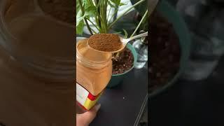 How to use cinnamon for soil fungus  #shorts #shortvideo #gardening #plants