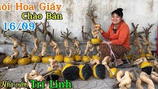 Phôi hoa giấy thanh lý combo nhiều cây giá rẻ bao ship giao lưu ngày 16/09  0939.508.722 Trí Lin