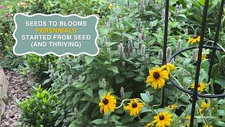 SEED TO BLOOM PERENNIAL STYLE | year 2 from seed and so worth the patience! | The Southern Daisy