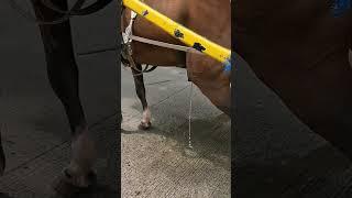 Horse Pee in the Middle of City Traffic #shorts #horse #kalesa #mybloopers