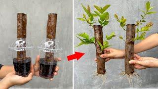 Technique for guava cuttings to sprout and root quickly