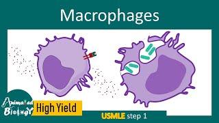 Macrophages and its role in immunity | Macrophage and inflammation