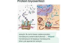 Protein sentezi kolay hızlı tekrar Ökaryot hücrede A, B tetrapeptit amino asitli