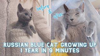 My Russian Blue Cat growing up | 1 Year in 9 Minutes