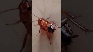 One Two Three start cockroach #cockroach #aymanblog #shorts