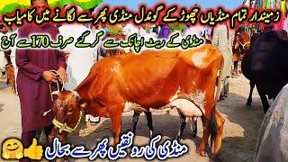 05-08-2024 Milikng cows Fresh Rate on Gondal Mandi!Gondal Mandi latest update! #cow#dairy#farming