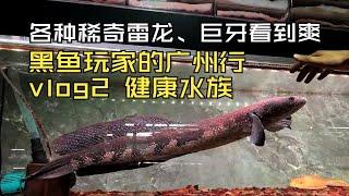 近八十公分湄公河巨鳢，各种巨型牙鱼和稀奇古怪的雷龙，黑鱼玩家的广州行之探访健康水族！