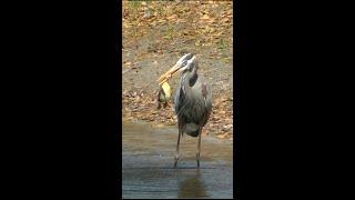 Heron Swallows Baby Duck FYV