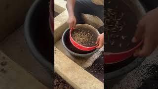 How we are converting waste into sustainable livestock feed at Bempet Organic Farm
