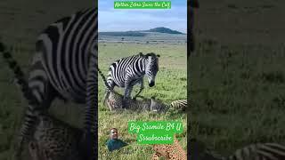 mother zebra saves the calf from cheetah #wildlife #safari #animals #cheetah #africa #animalshorts