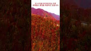 일본 가을 최고의 하이킹 명소! #자오 #타키미다이 #미야기 #가을 #시즌 #일본 #여행